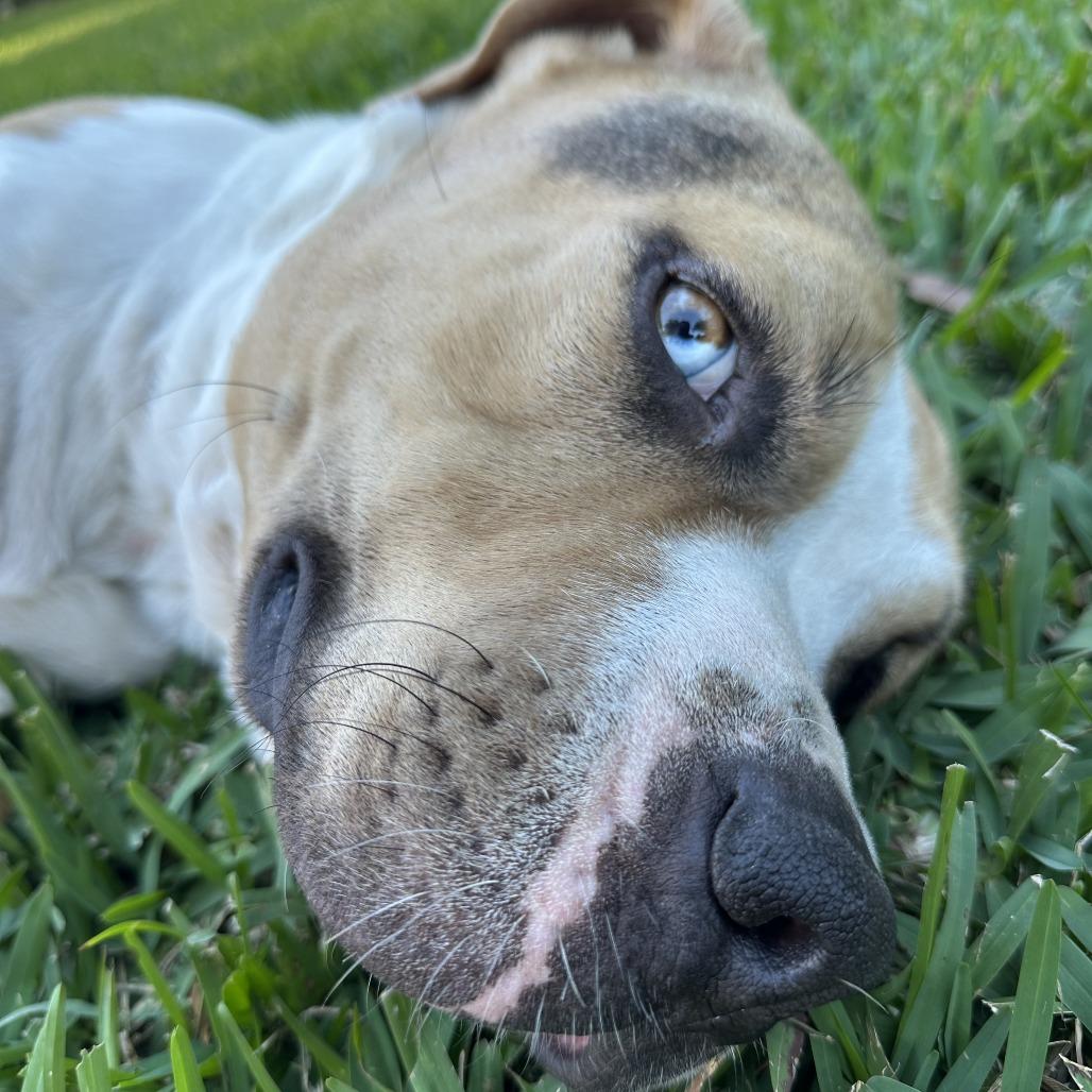 Enlarge Benjamin, a Adoptable Mixed Breed in Jacksonville, FL image 4/6