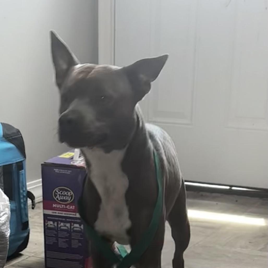 Harley, Adoptable, Young Male Terrier & Mixed Breed.
