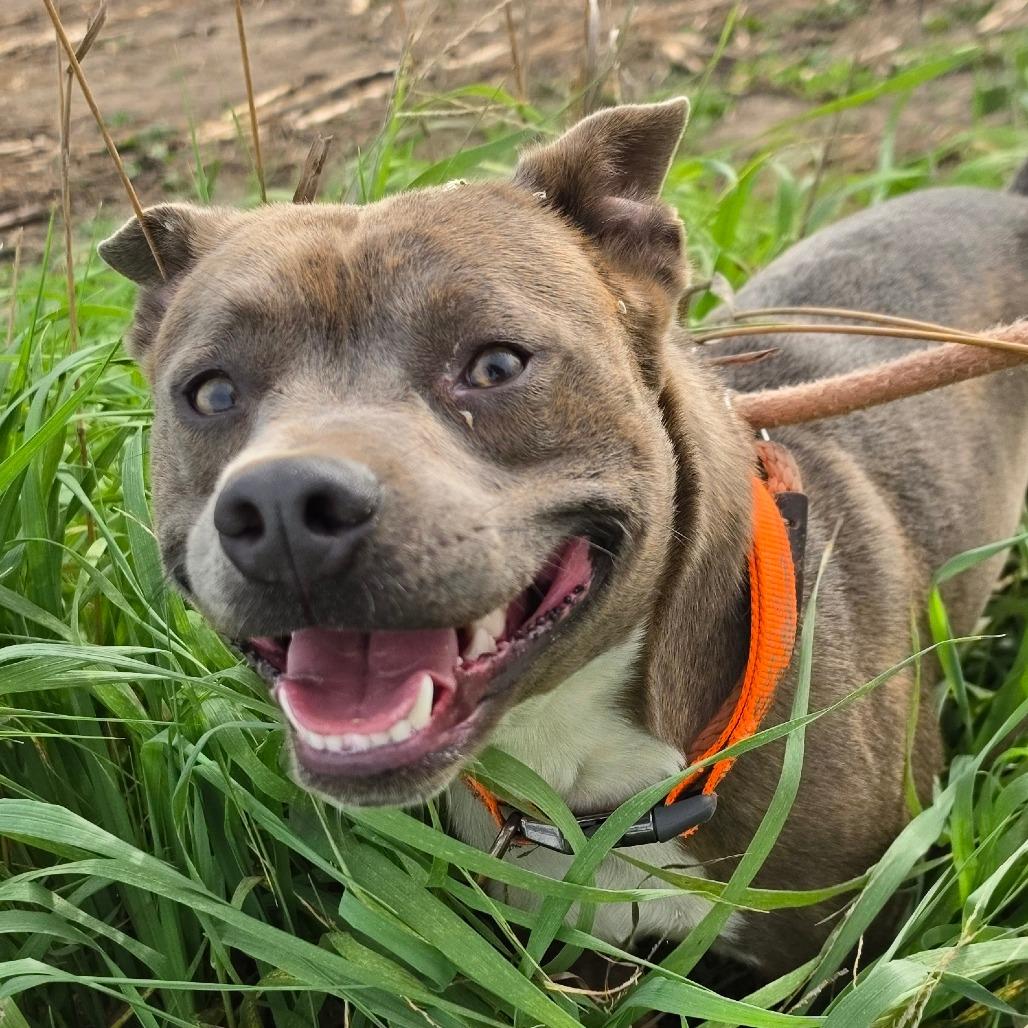 Enlarge Harley, a Adoptable mixed breed in Grinnell, IA image 2/3