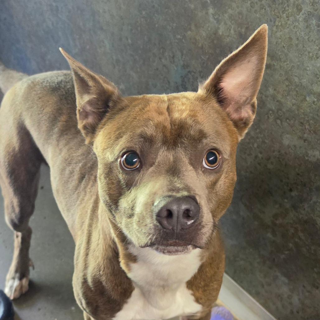 Enlarge Harley, a Adoptable mixed breed in Grinnell, IA image 3/3