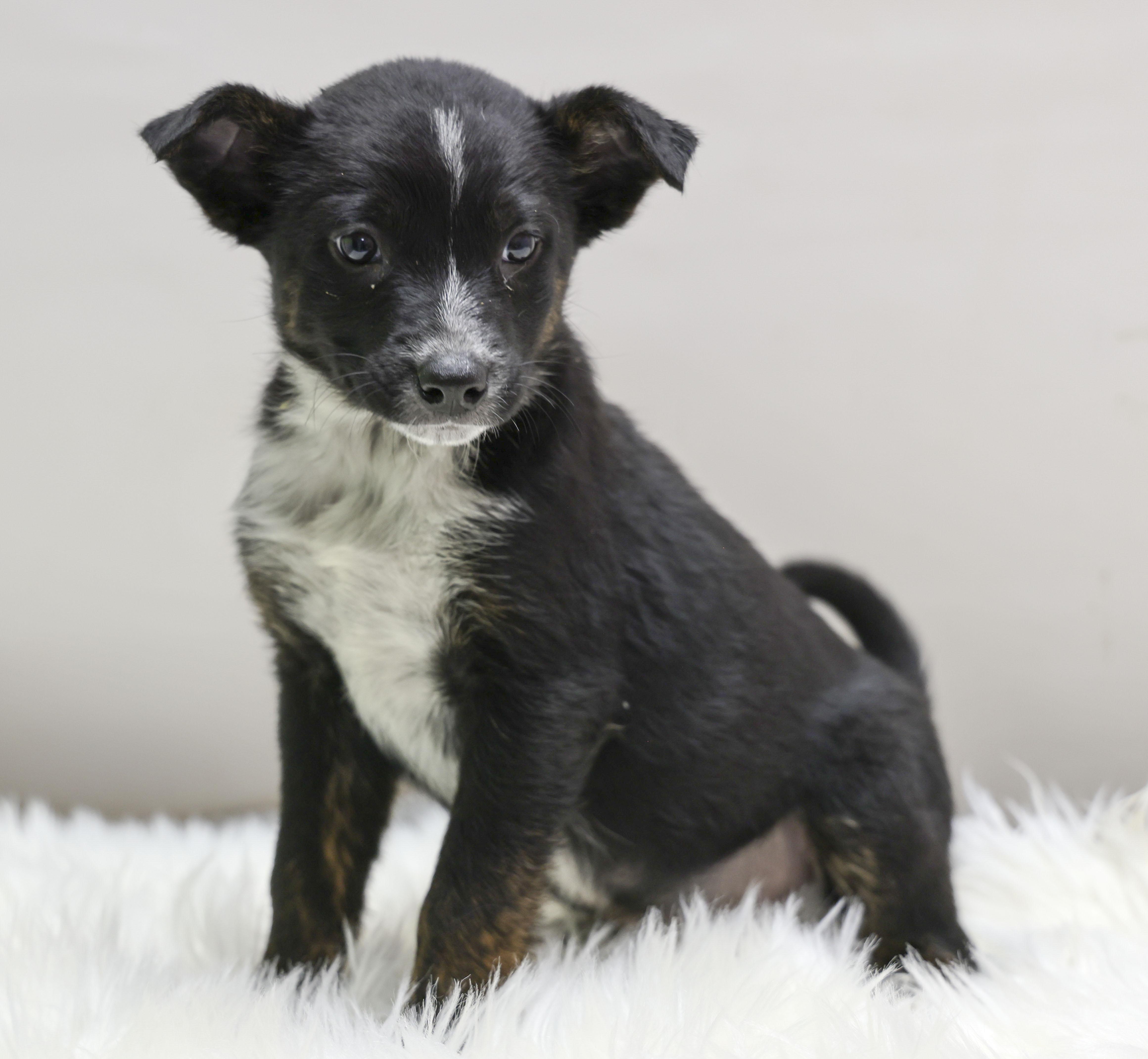 The Cattle Dog Ladies -- Fable, a Adoptable mixed breed in Casa Grande, AZ image 3/3