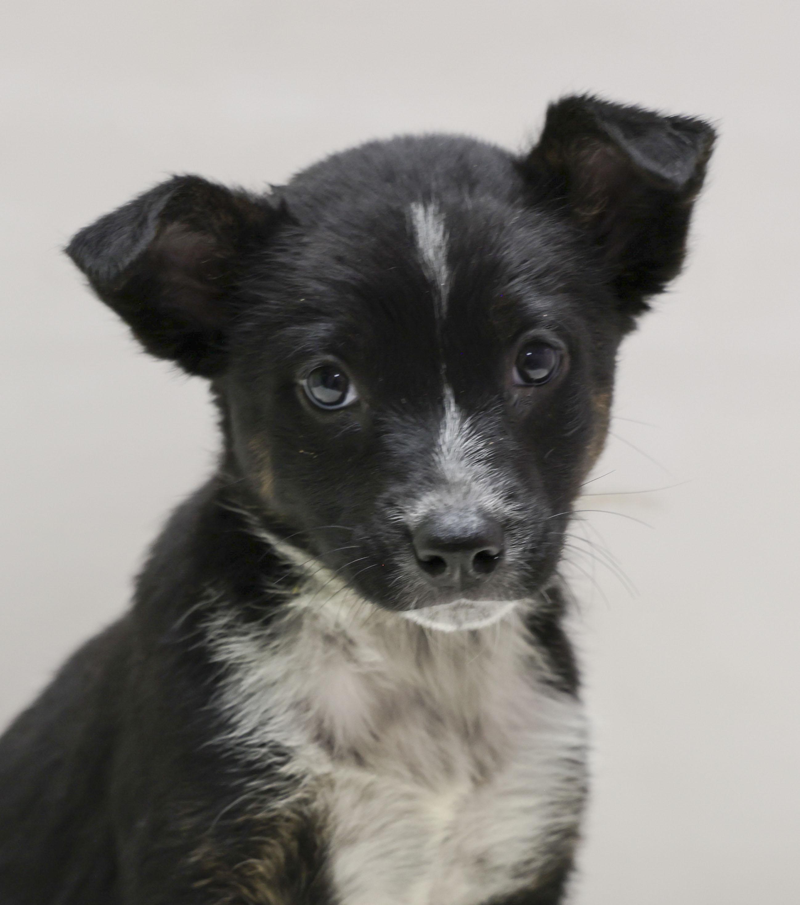 The Cattle Dog Ladies -- Fable, Adoptable, Puppy Female Cattle Dog.