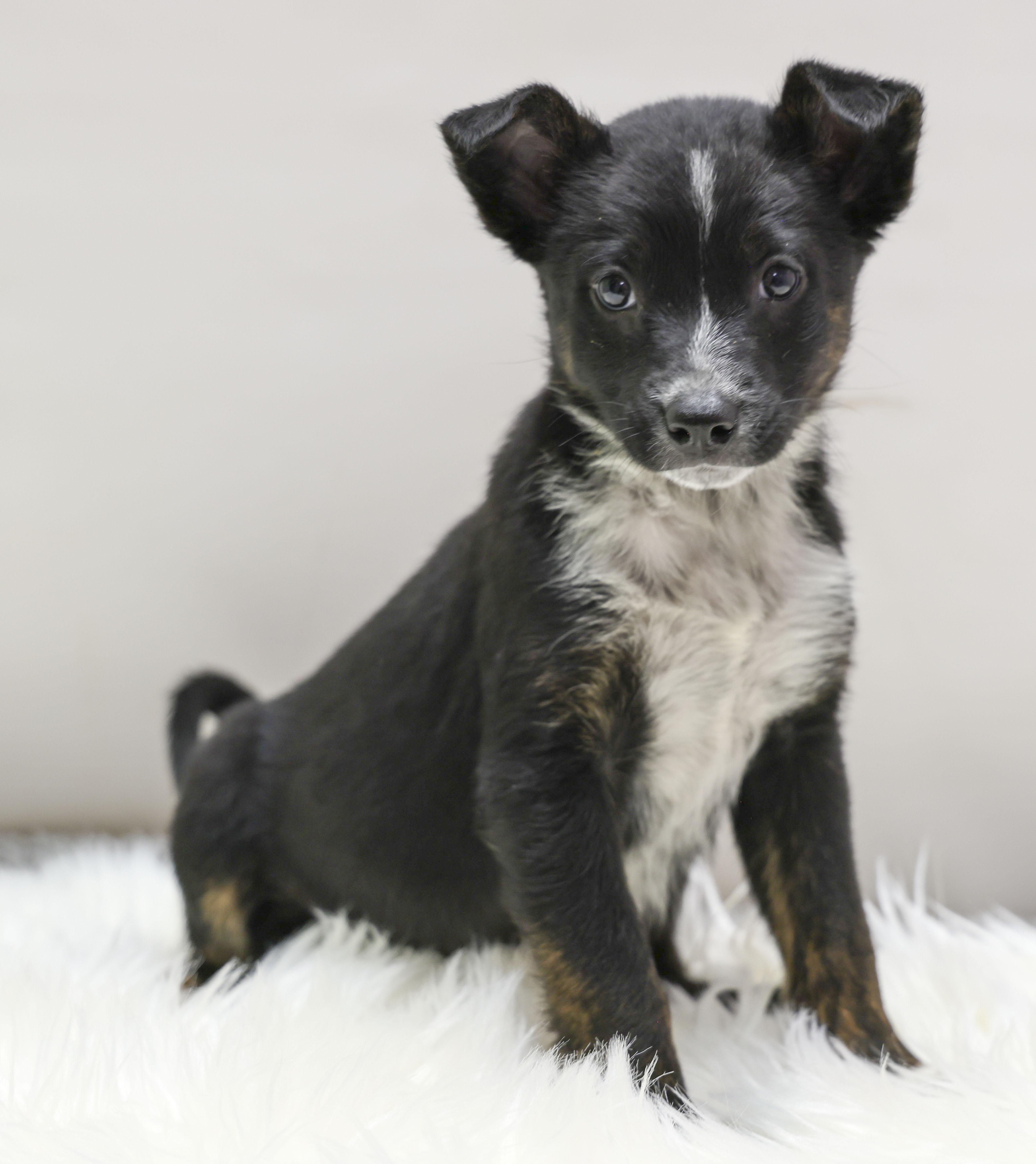 The Cattle Dog Ladies -- Fable, a Adoptable mixed breed in Casa Grande, AZ image 2/3
