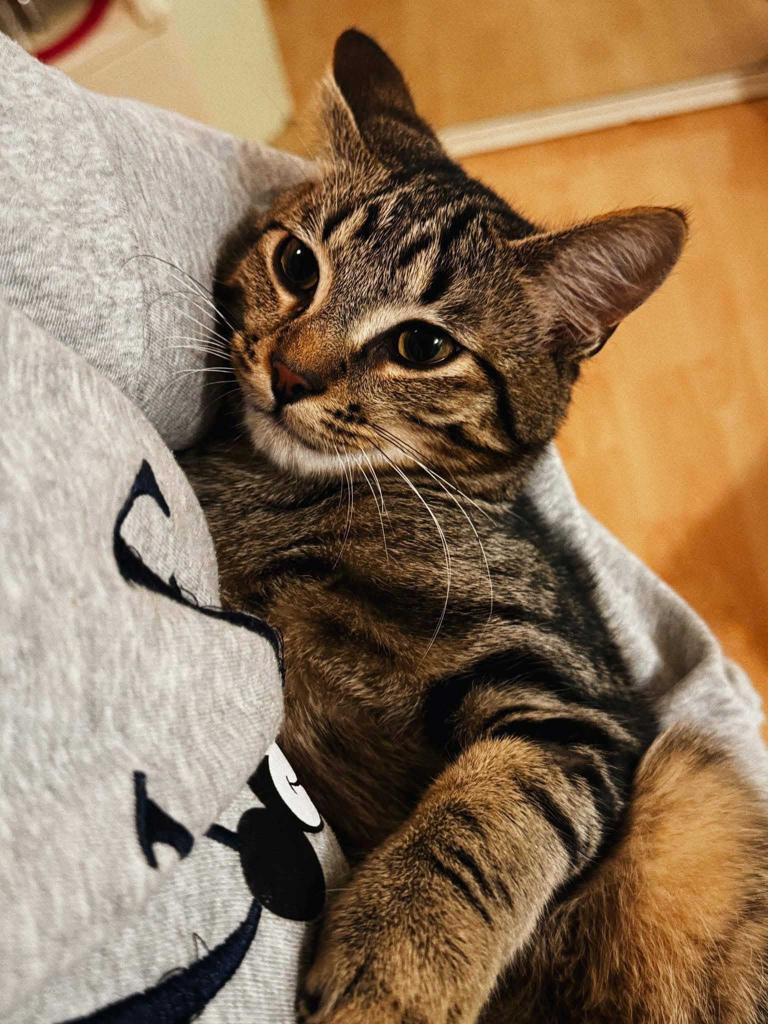 Teeny, Adoptable, Young Male Domestic Short Hair.