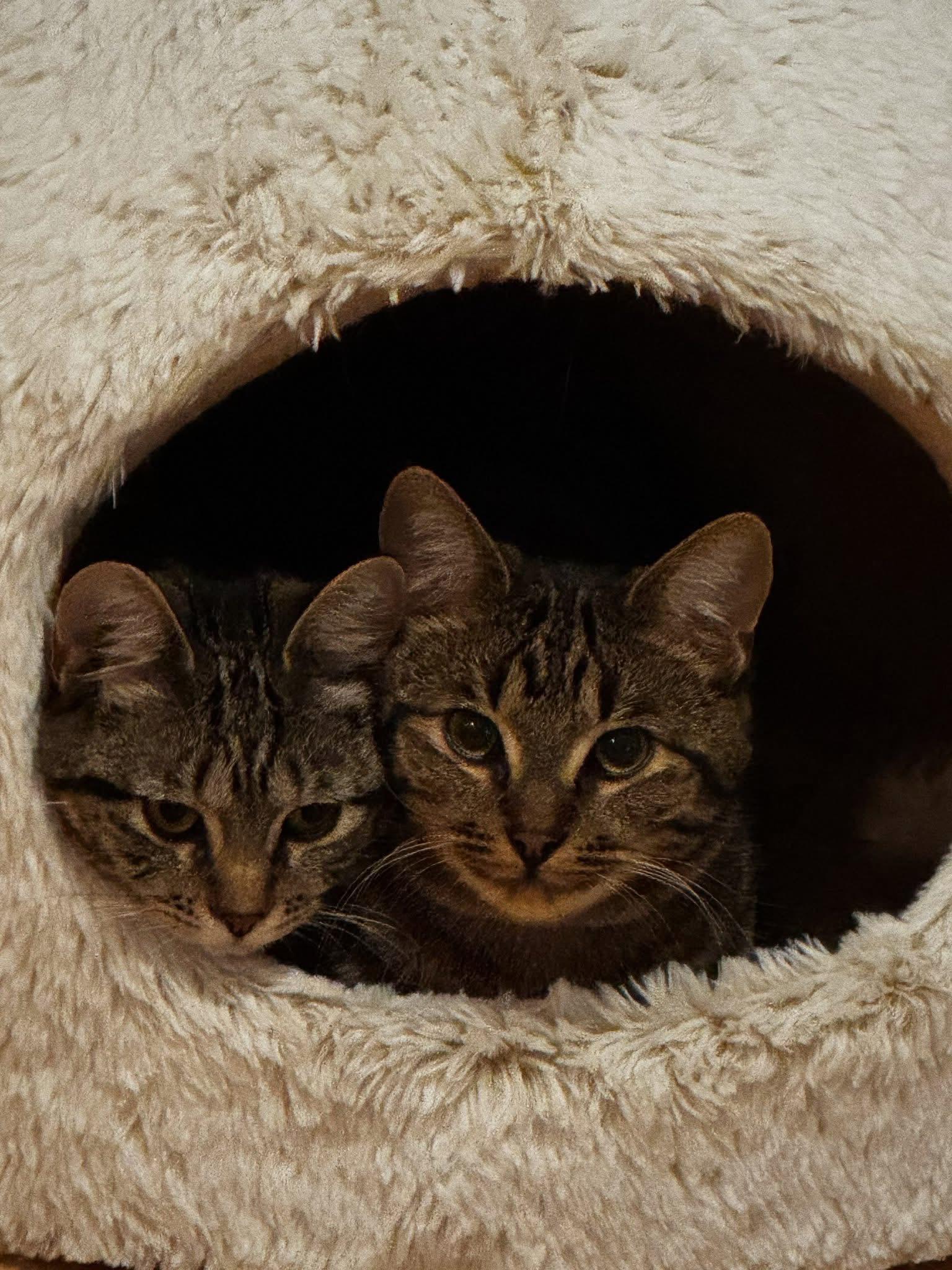 Teeny, an adoptable Domestic Short Hair in Roberts Creek, BC, V0N 2W6 | Photo Image 2