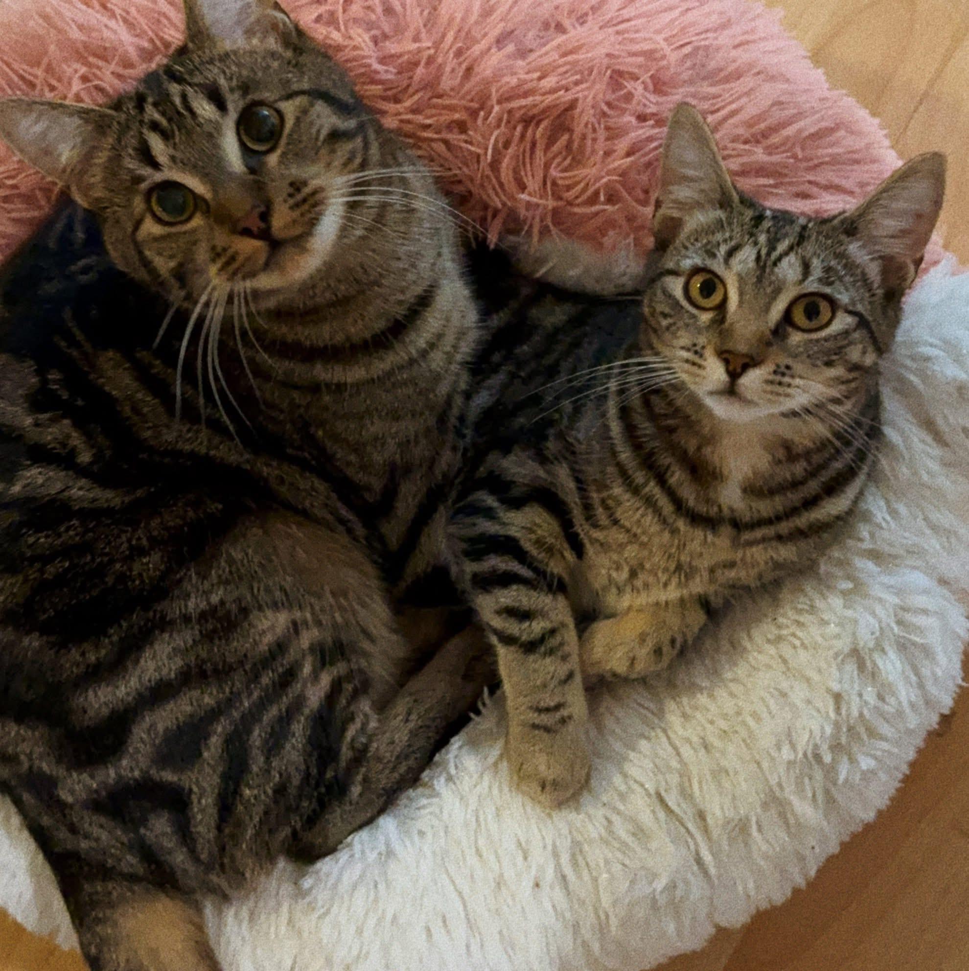 Enlarge Teeny, a Adoptable Domestic Short Hair in Roberts Creek, BC image 3/6