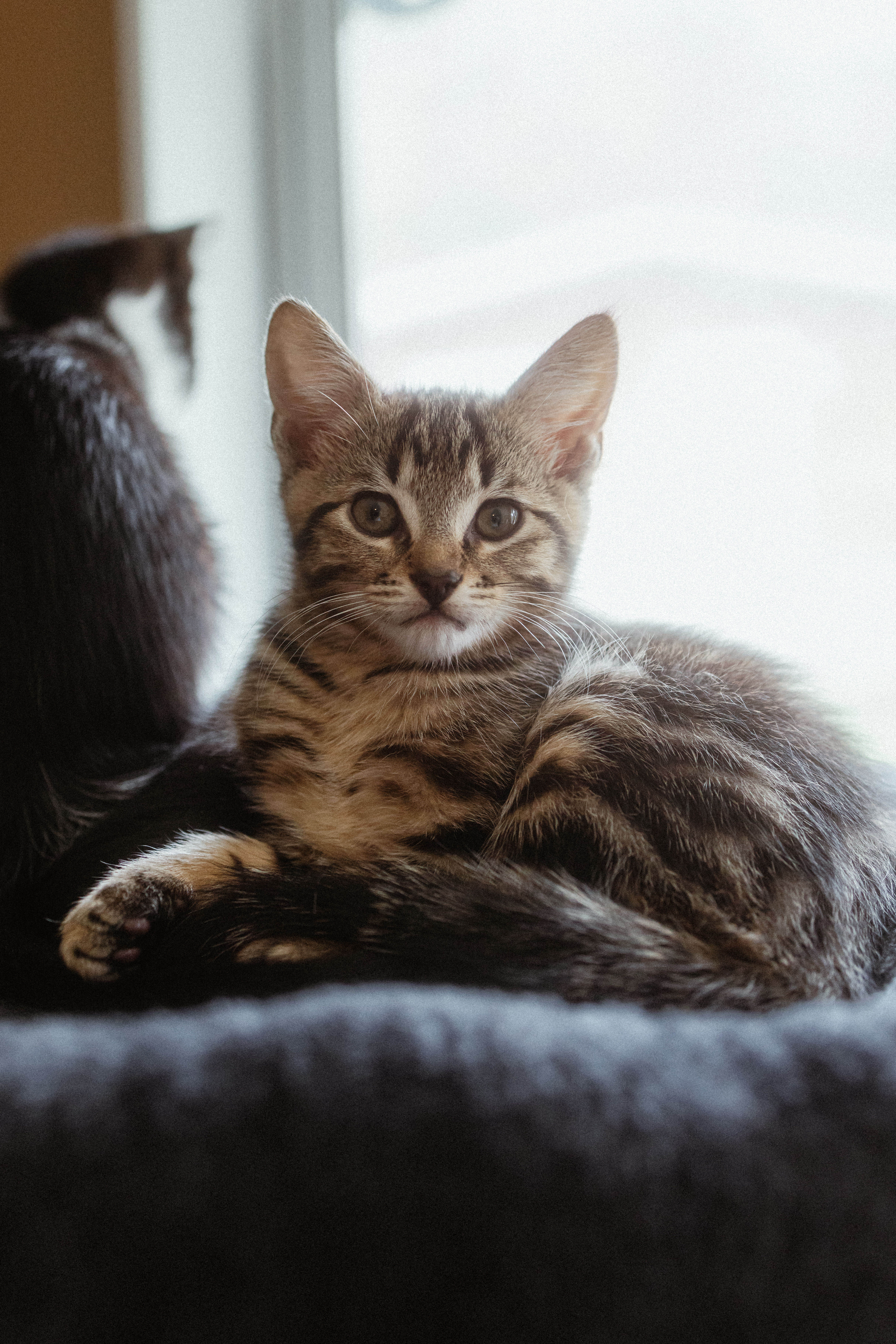 Enlarge Teeny, a Adoptable Domestic Short Hair in Roberts Creek, BC image 4/6
