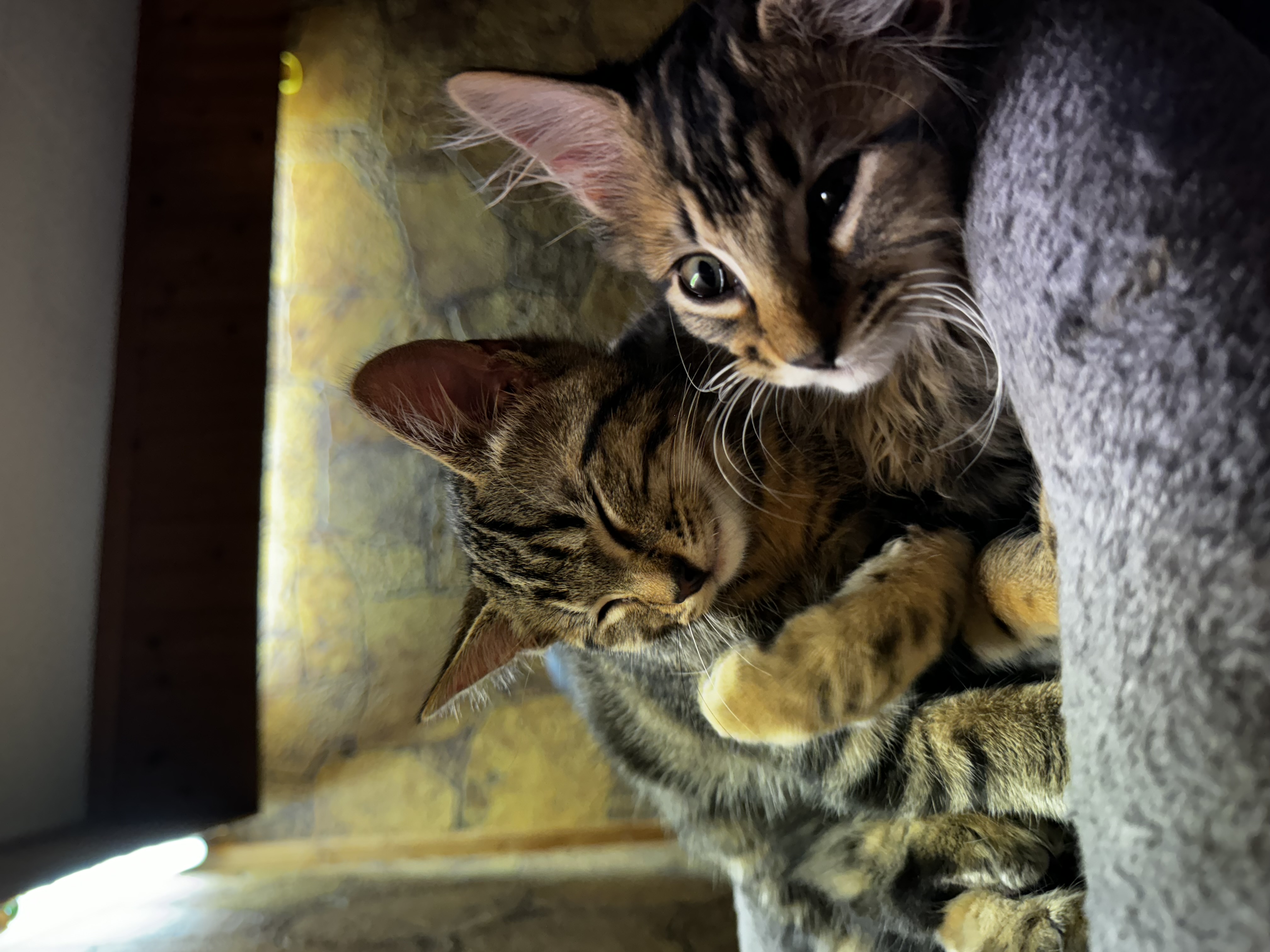 Enlarge Teeny, a Adoptable Domestic Short Hair in Roberts Creek, BC image 6/6