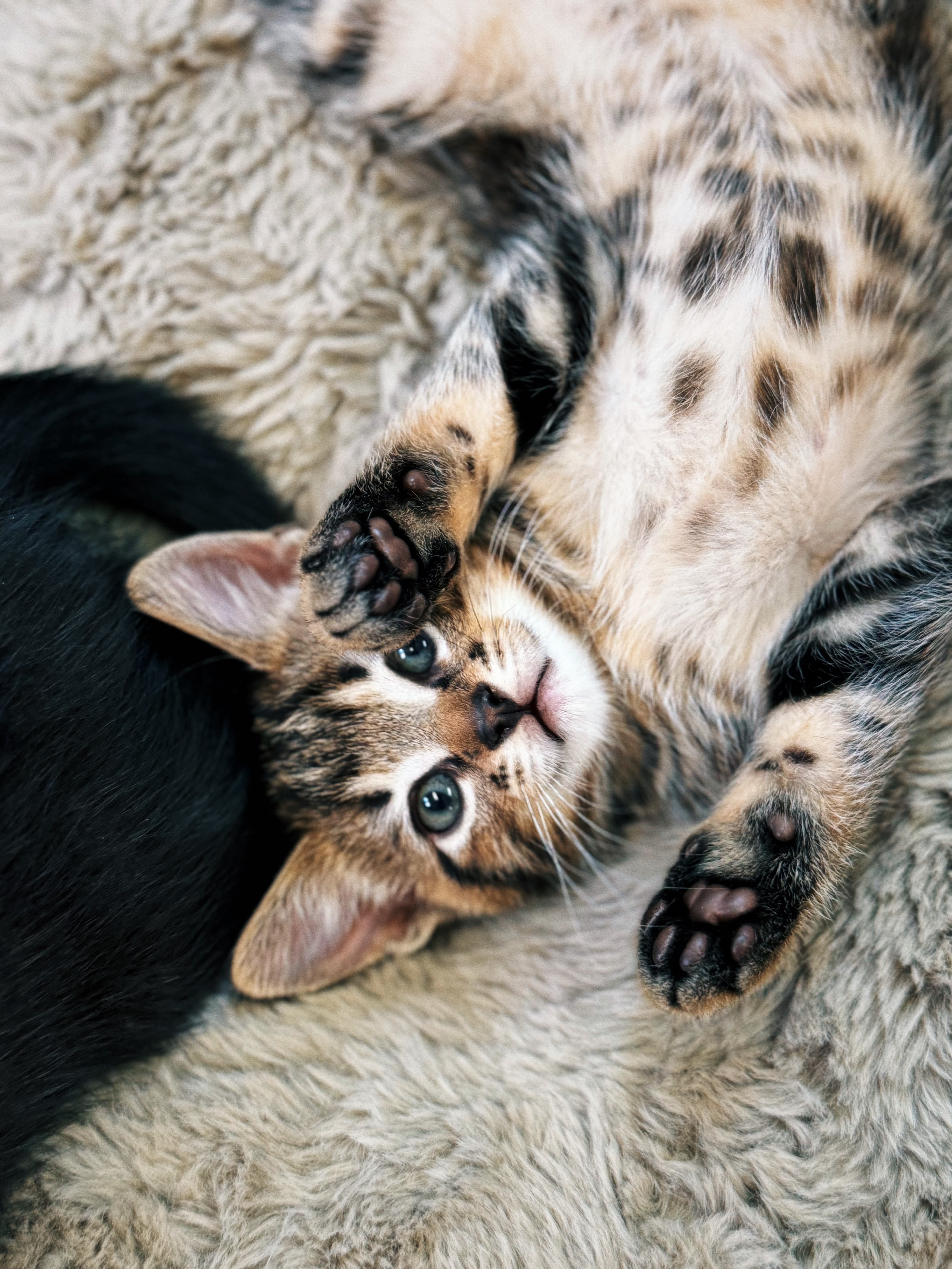 Enlarge Teeny, a Adoptable Domestic Short Hair in Roberts Creek, BC image 5/6