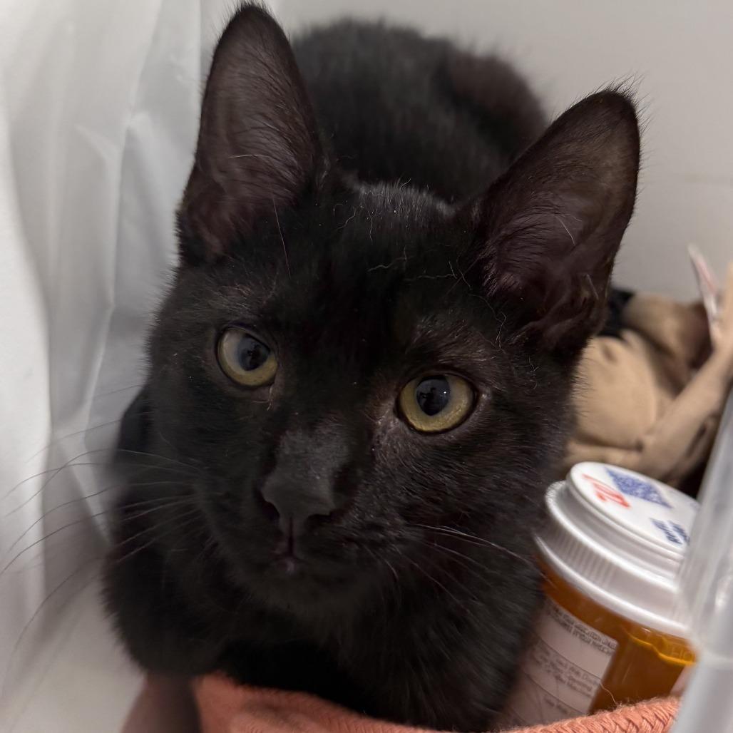 Mike Wazowski, Adoptable, Young Male Domestic Short Hair.