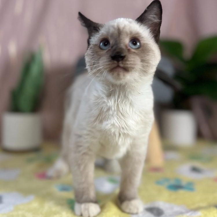 Sheegwa — thumbnail 4