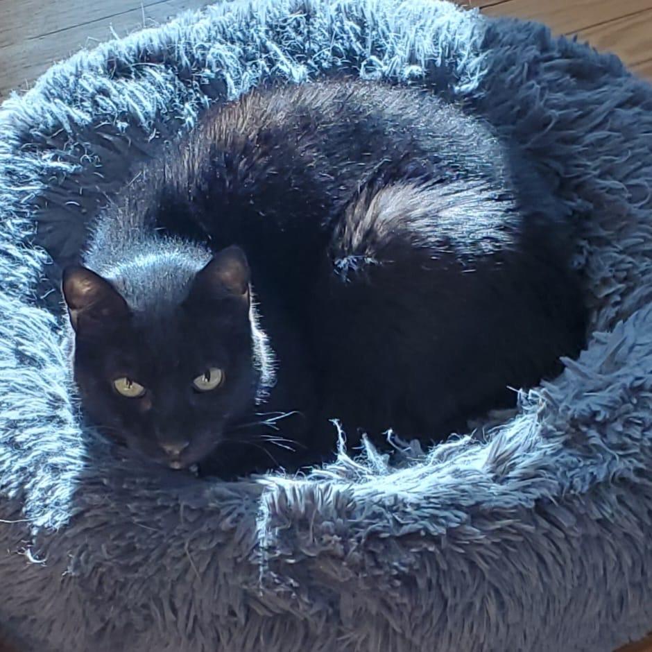 Phantom — thumbnail 2