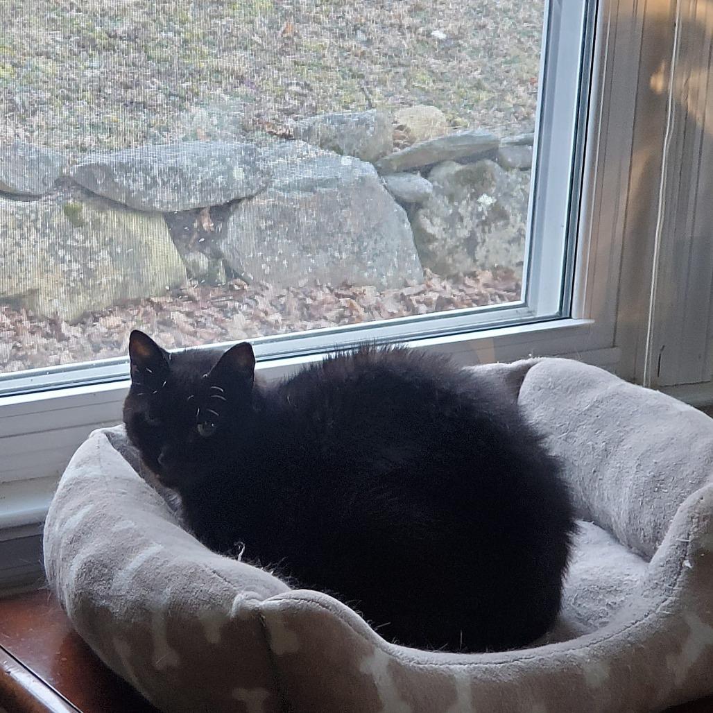 Phantom — thumbnail 3