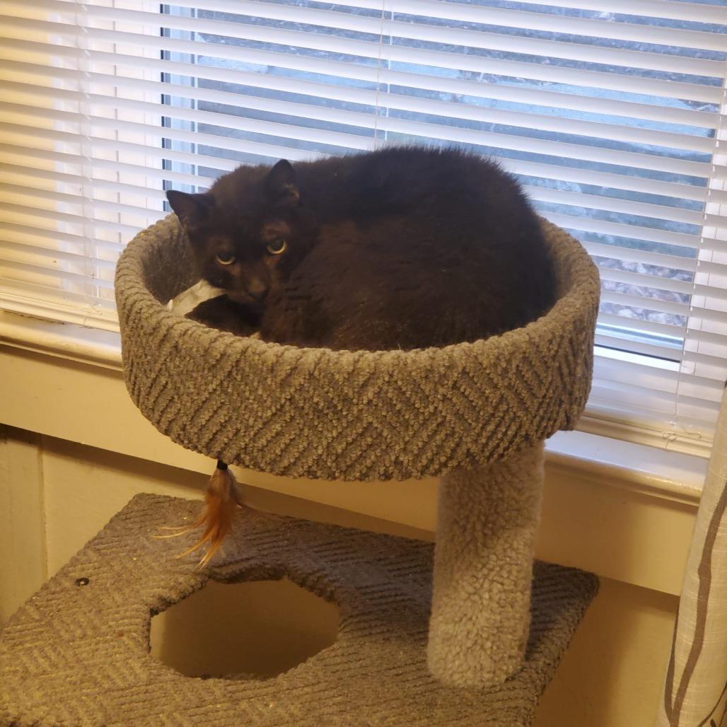 Phantom — thumbnail 4