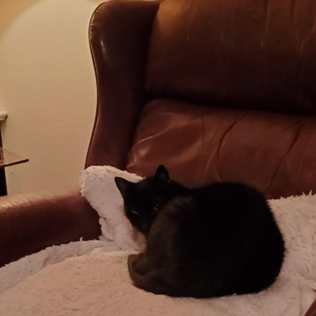 Phantom — thumbnail 6