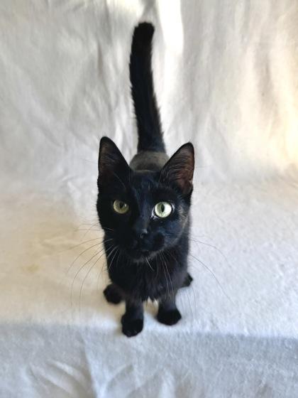 Jasper, adoptable, Young Male Domestic Short Hair.
