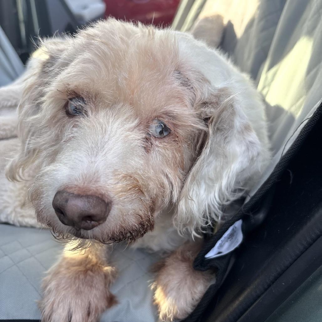 Freddie Fazbear, Adoptable, Senior Male Terrier.