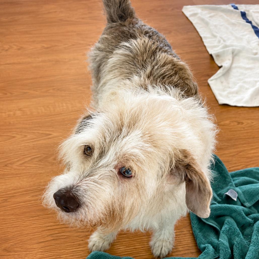 Freddie Fazbear, a Adoptable Terrier in Sonoma, CA image 3/5