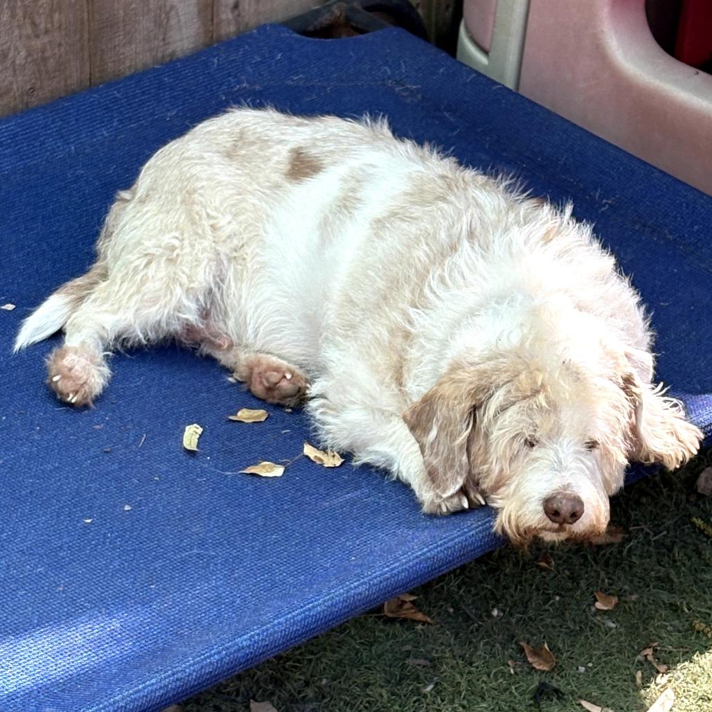 Enlarge Freddie Fazbear, a Adoptable Terrier in Sonoma, CA image 2/3