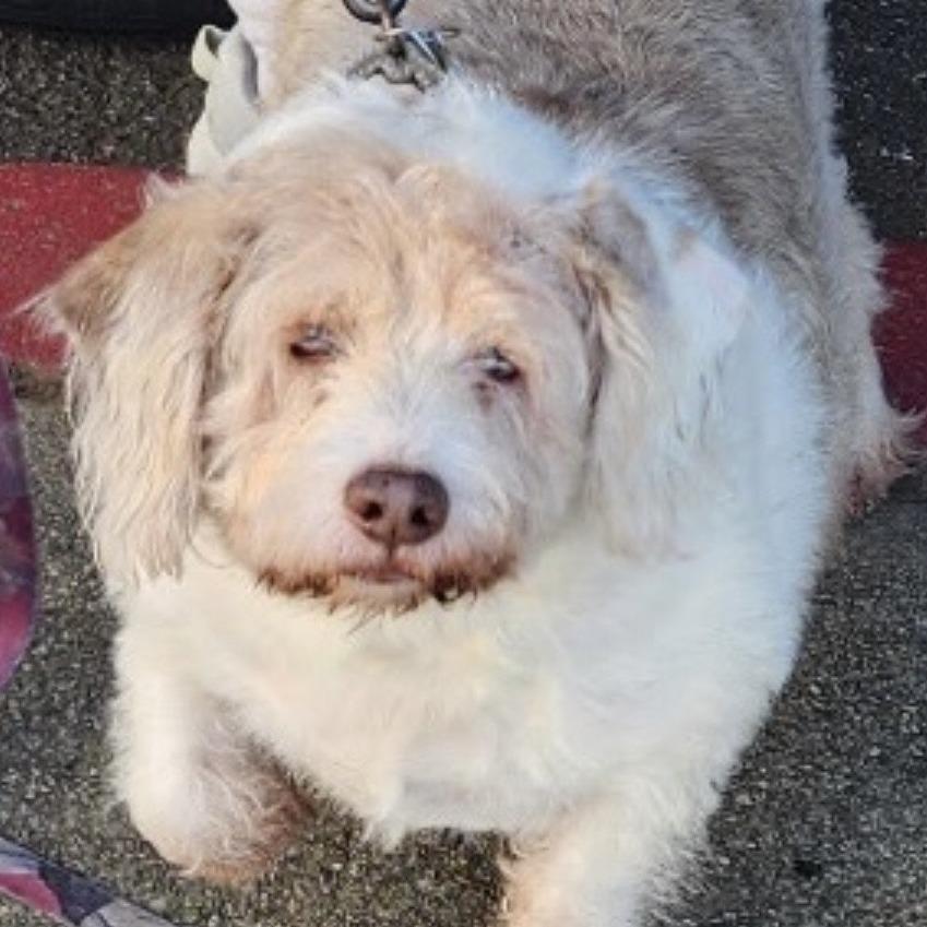 Enlarge Freddie Fazbear, a Adoptable Terrier in Sonoma, CA image 2/2