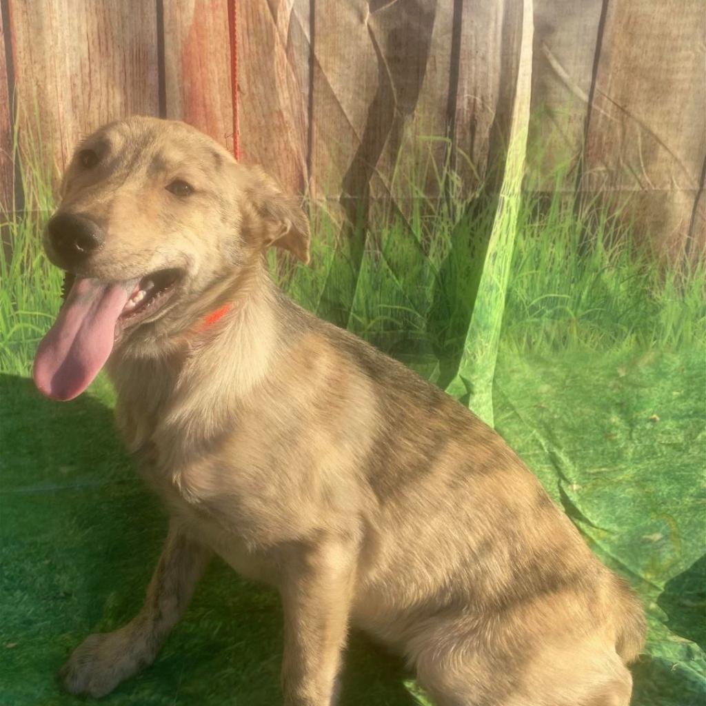 Huntington aka Hunny, Adoptable, Adult Female Shepherd.