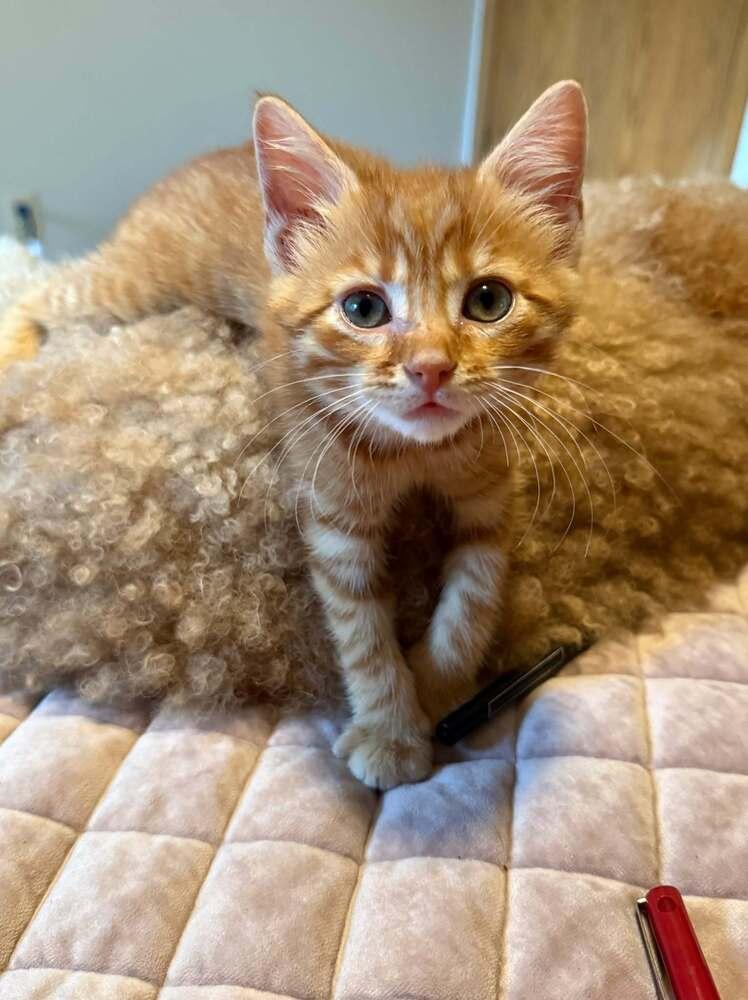Dorito, a Adoptable mixed breed in Lincoln, NE image 3/5