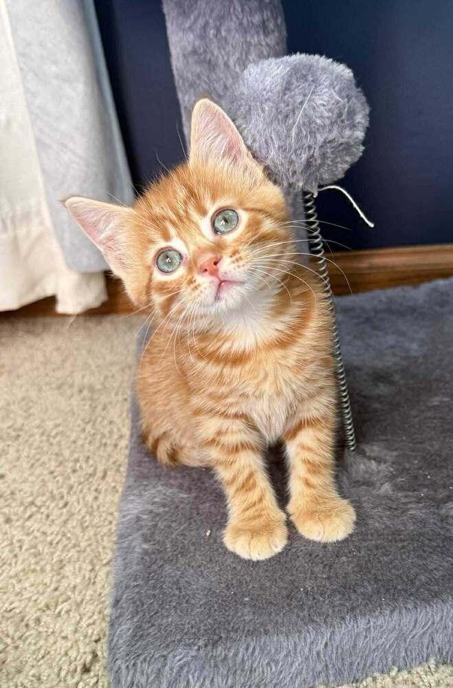 Dorito, a Adoptable mixed breed in Lincoln, NE image 4/5