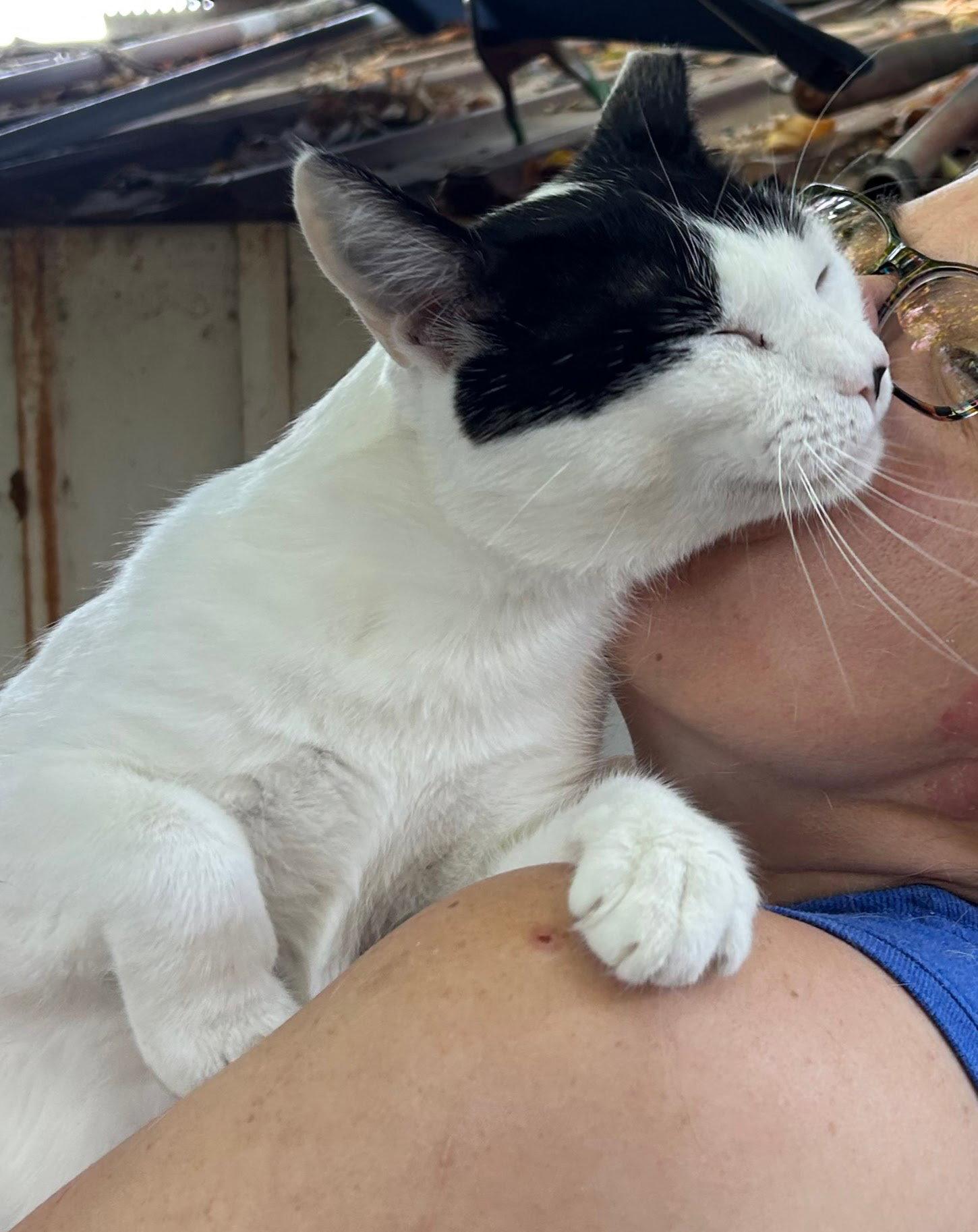 Slinky, a Adopted Domestic Short Hair in Woodland, CA image 1/2