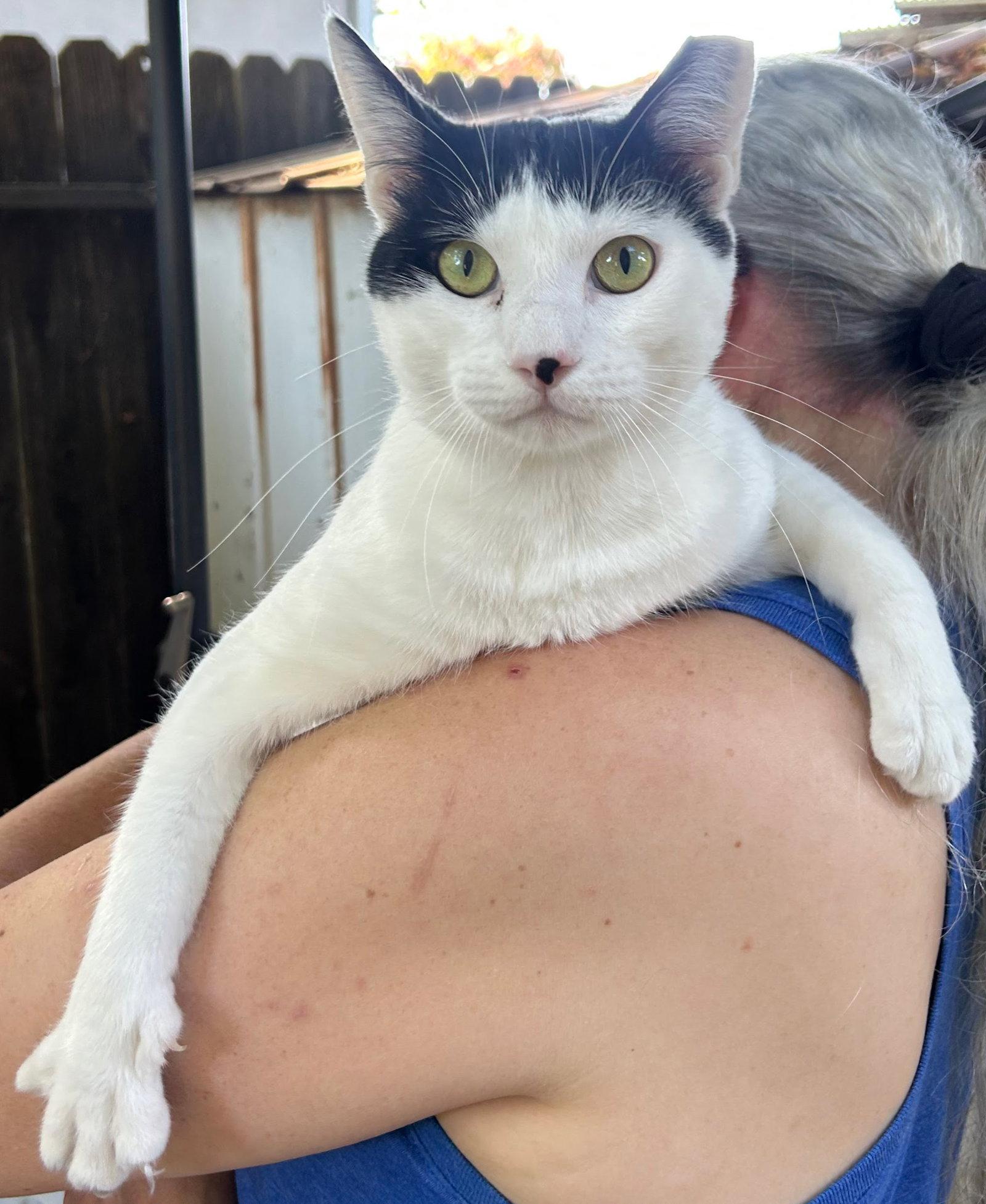 Slinky, a Adopted Domestic Short Hair in Woodland, CA image 2/2