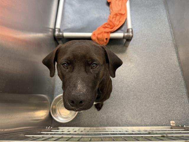 STAN — thumbnail 3