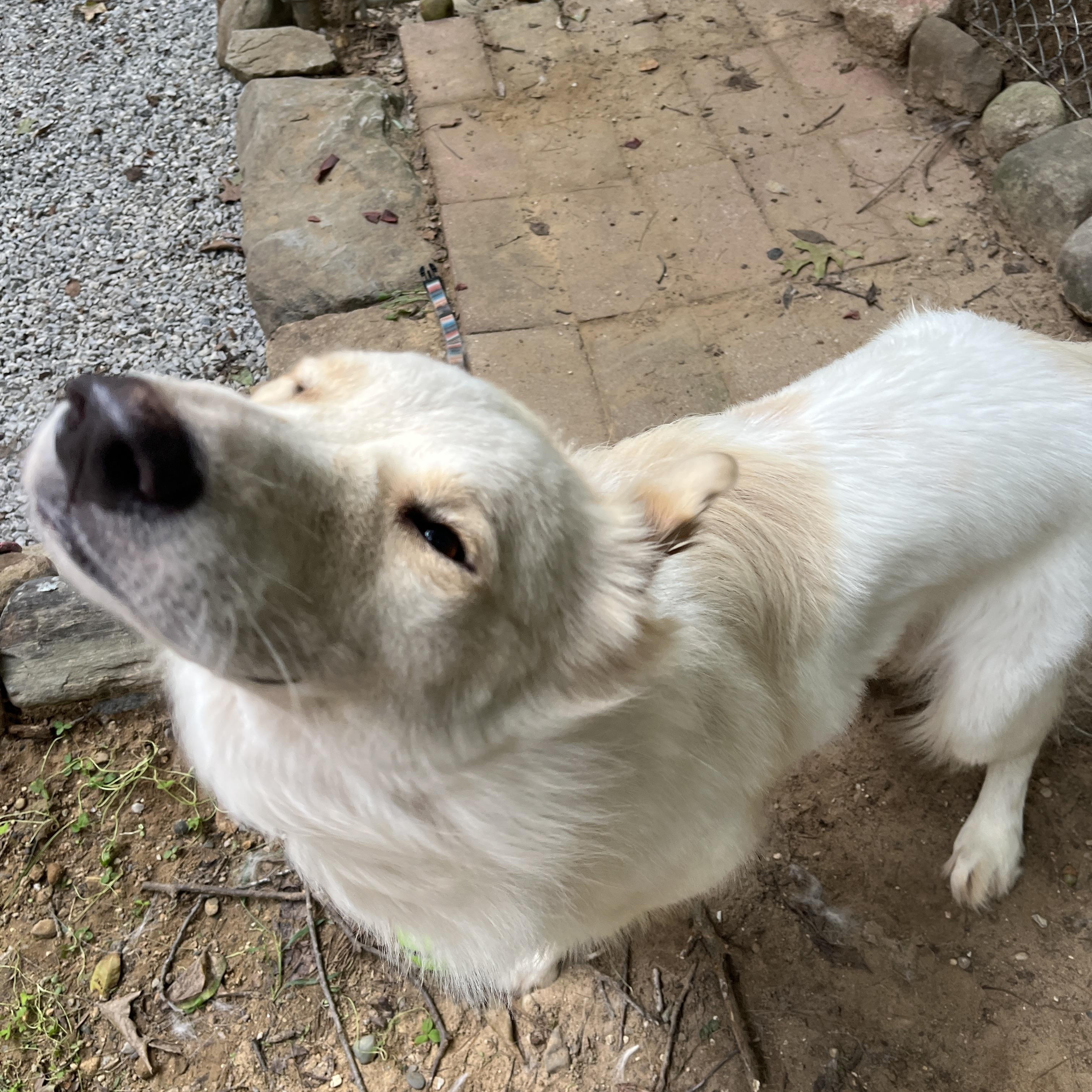 Enlarge Marshall, a Adoptable mixed breed in Kentwood, MI image 3/4