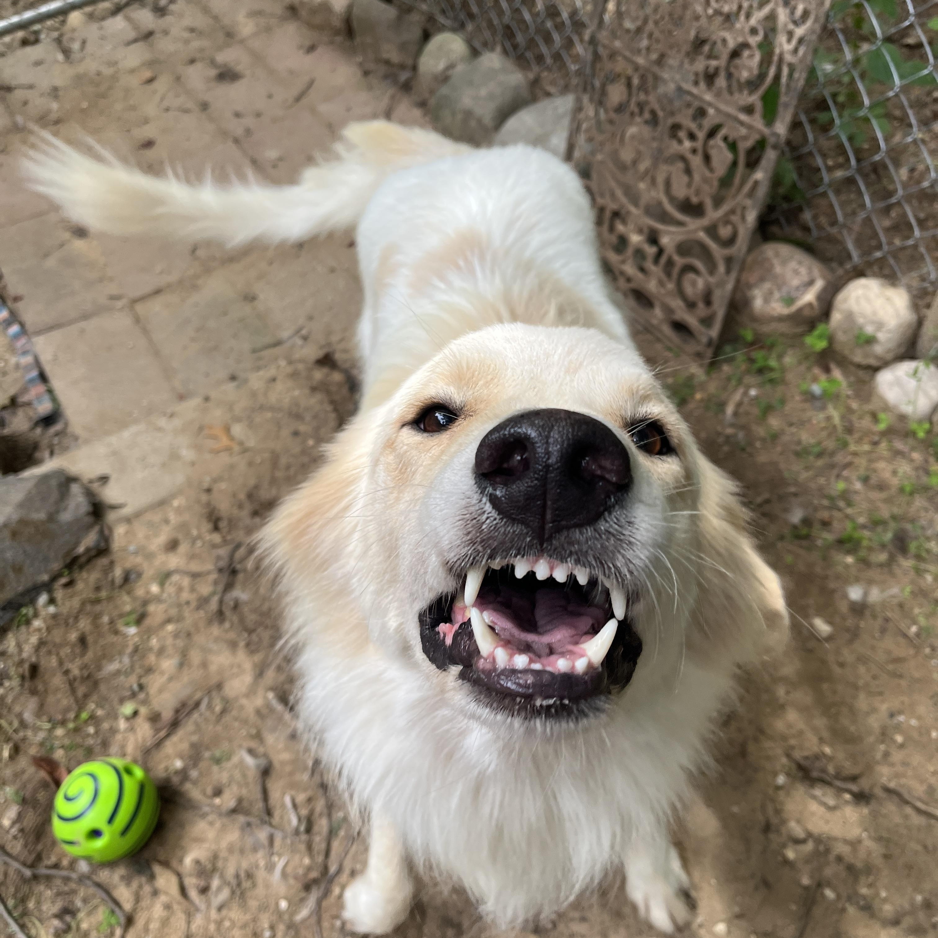 Enlarge Marshall, a Adoptable mixed breed in Kentwood, MI image 2/4