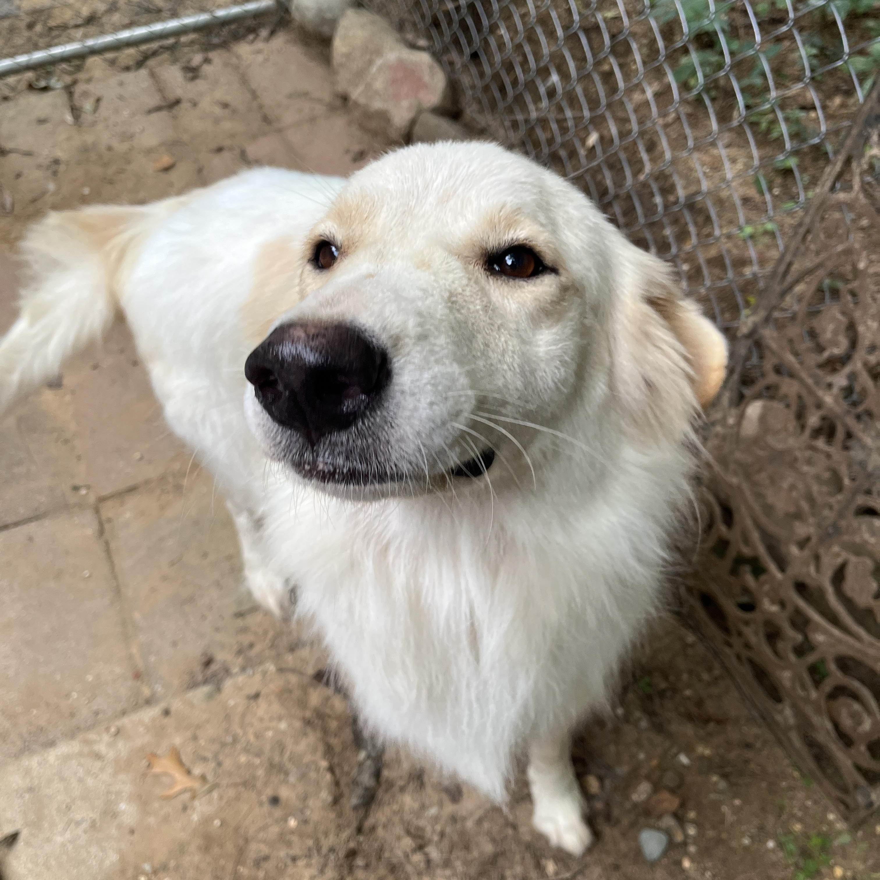 Marshall, Adoptable, Adult Male Great Pyrenees & Golden Retriever.