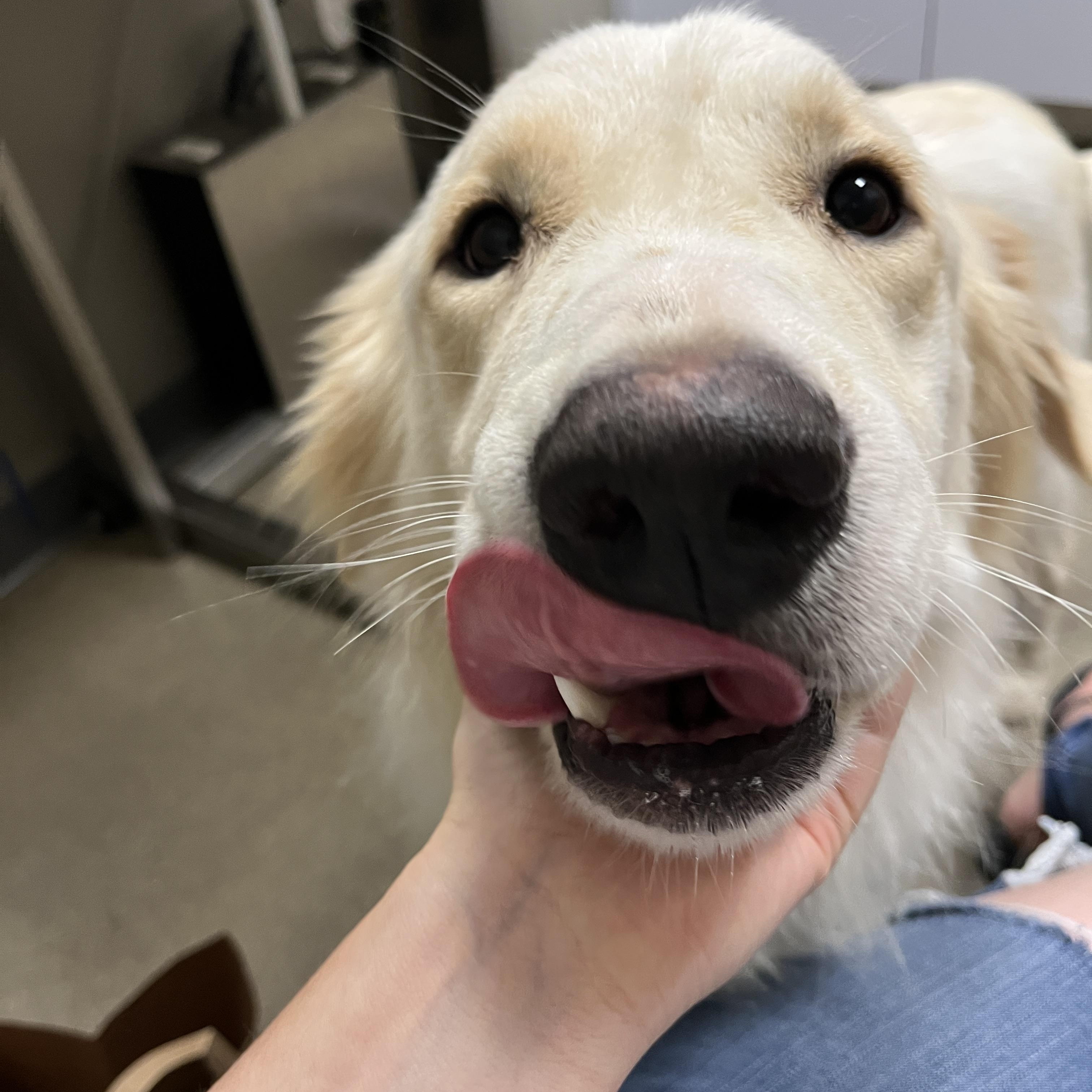 Enlarge Marshall, a Adoptable mixed breed in Kentwood, MI image 4/4