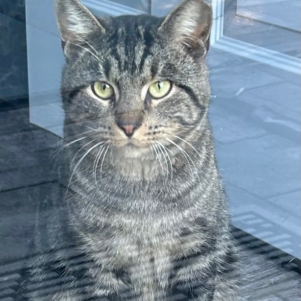 Enlarge Oliver James, a Adoptable Domestic Short Hair in Sayville, NY image 3/6