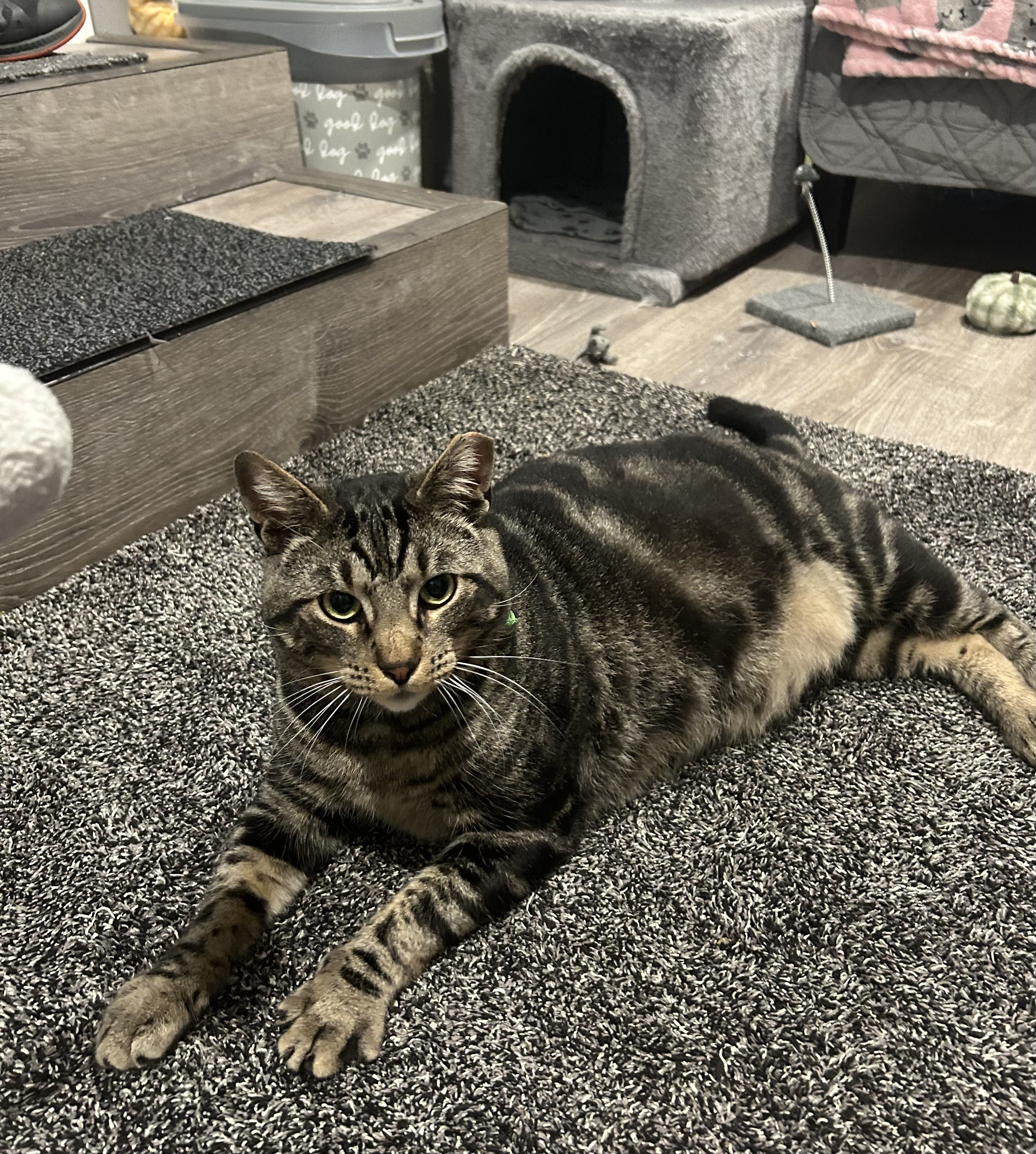 Enlarge Oliver James, a Adoptable Domestic Short Hair in Sayville, NY image 2/6