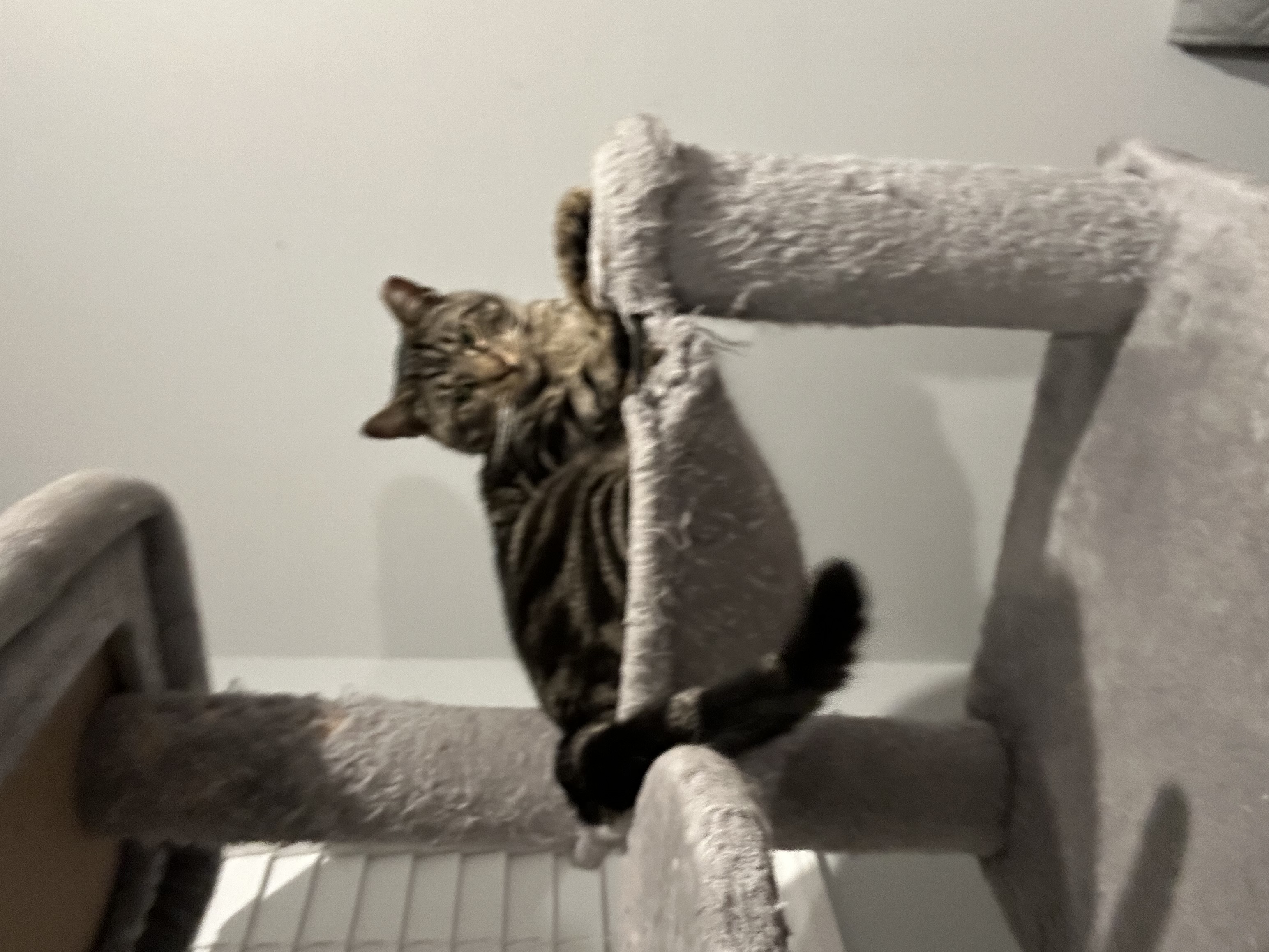 Oliver James, Adoptable, Adult Male Domestic Short Hair.