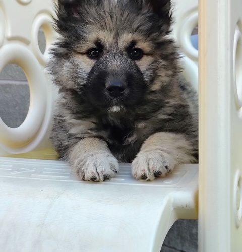 Pepper, Adoptable, Puppy Male Shepherd & Mixed Breed.