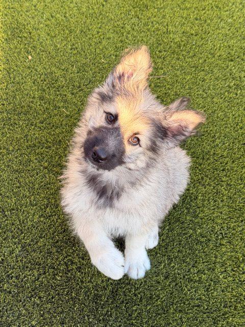 Enlarge Pepper, a Adoptable mixed breed in Henderson, NV image 2/2