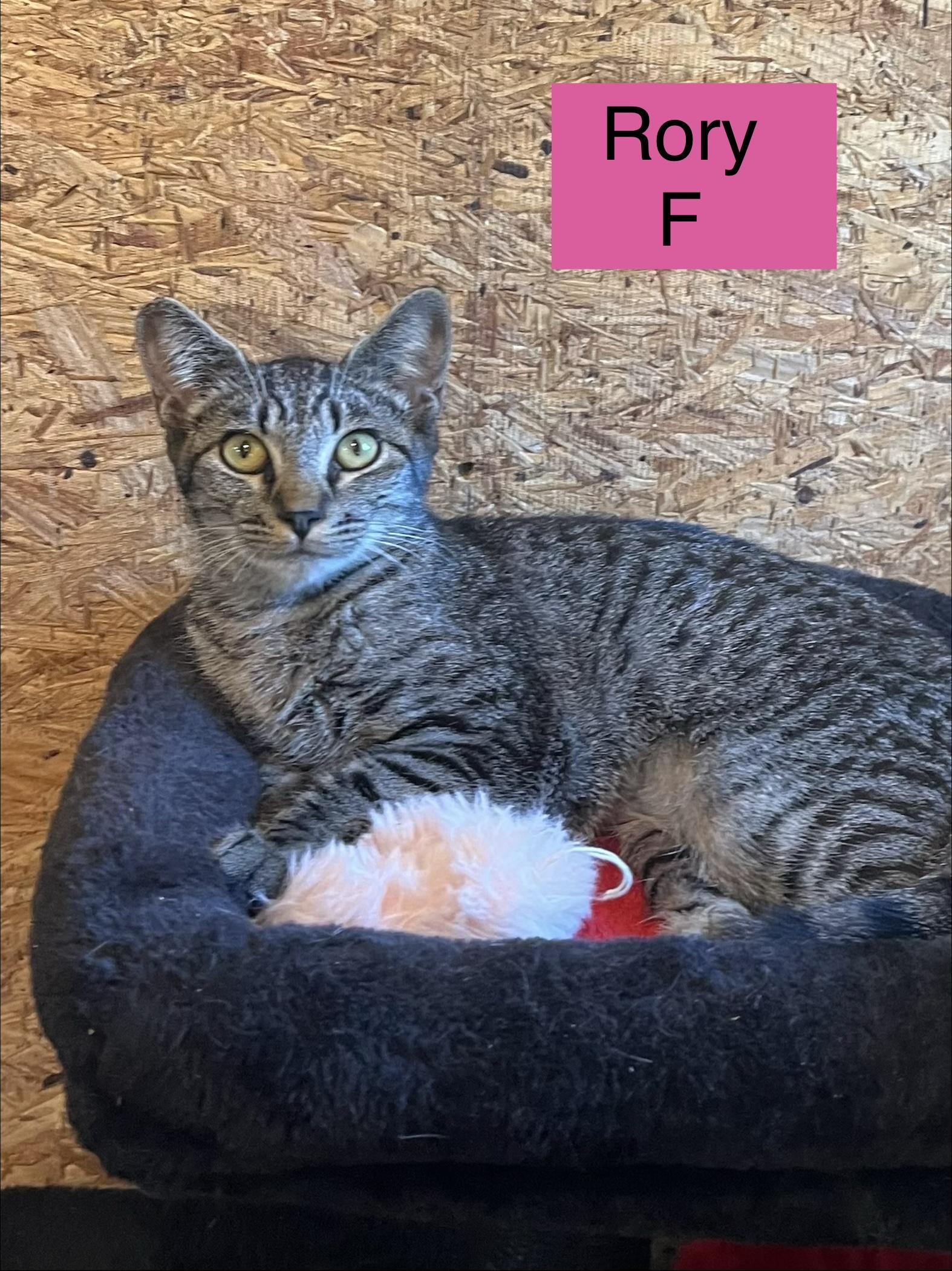 Enlarge Rory, a Adoptable Domestic Short Hair in Sneads Ferry, NC image 1/1