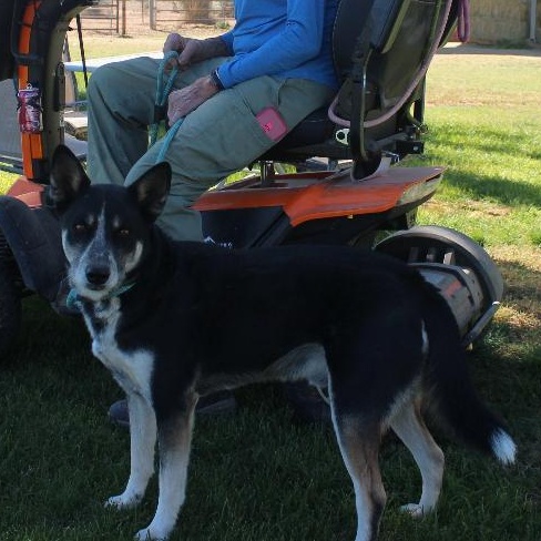 RIDER, an adoptable Cattle Dog in Pearce, AZ, 85625 | Photo Image 3