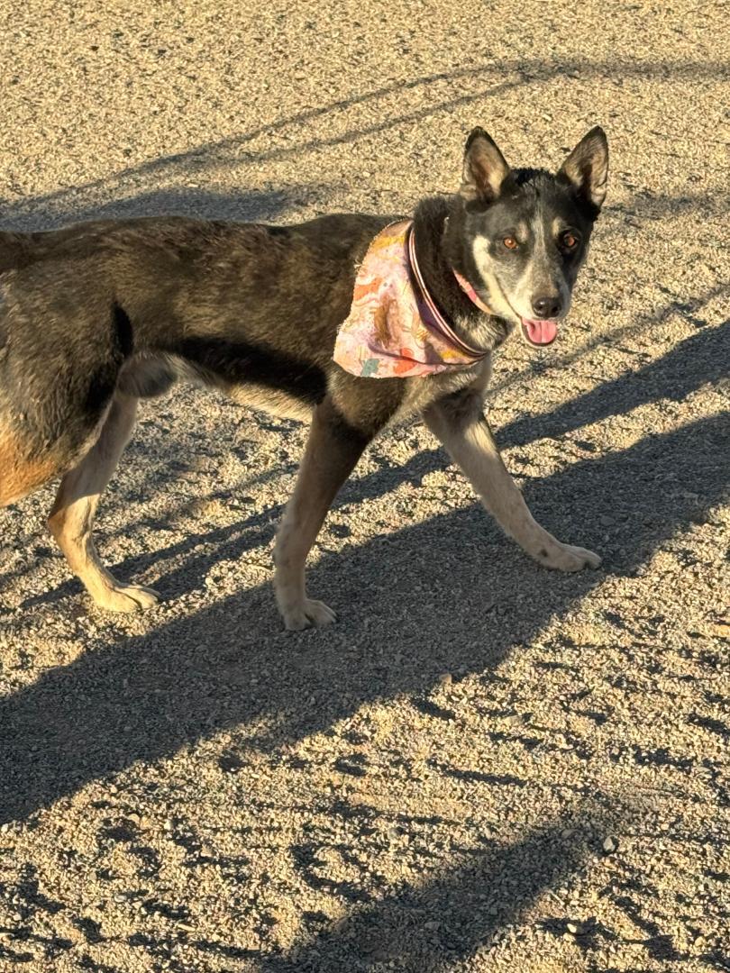 RIDER, an adoptable Cattle Dog in Pearce, AZ, 85625 | Photo Image 4