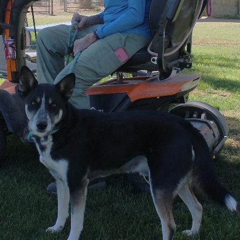 RIDER, Adoptable, Adult Male Cattle Dog.