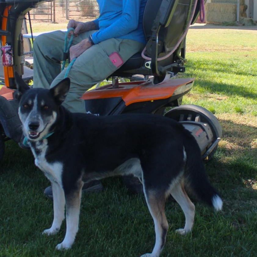 RIDER, an adoptable Cattle Dog in Pearce, AZ, 85625 | Photo Image 1