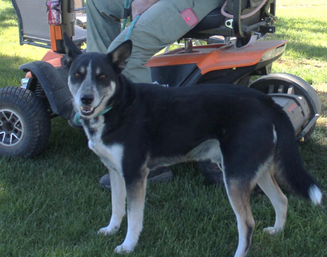 Enlarge RIDER, a Adoptable mixed breed in Pearce, AZ image 1/4
