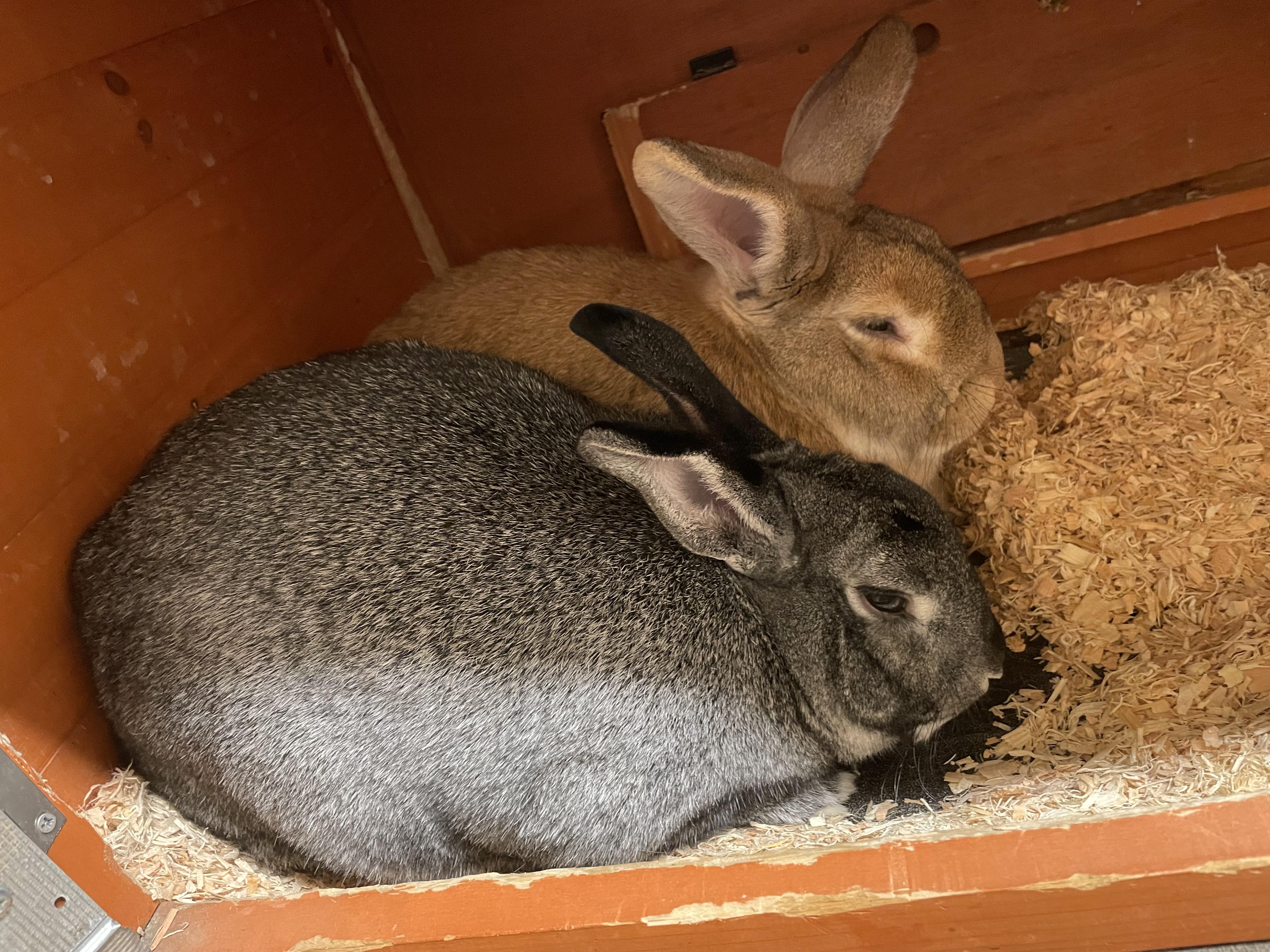 Ash and Dahlia, adopted, Adult Female Bunny Rabbit.
