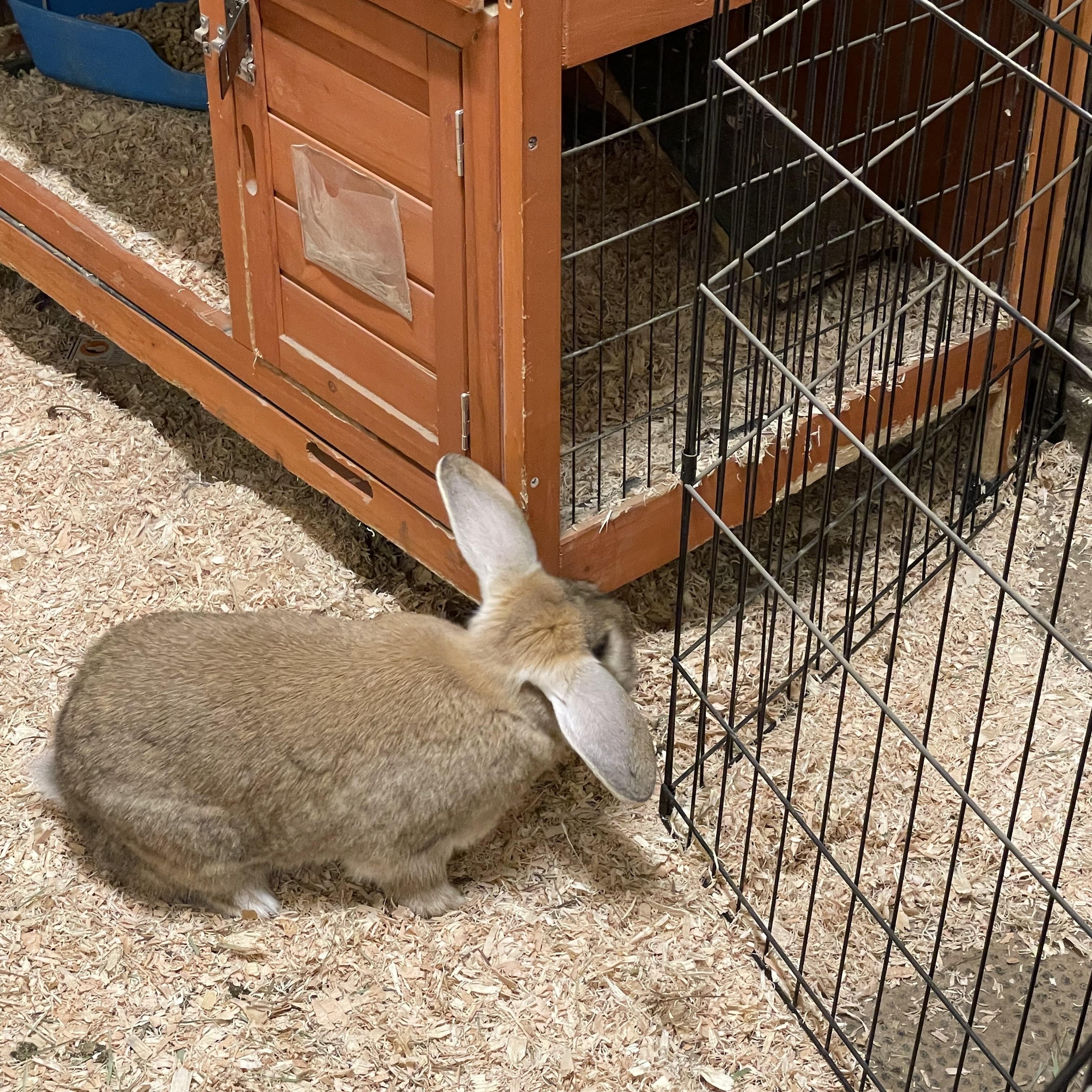 Enlarge Ash and Dahlia, an adopted mixed breed in Sammamish, WA image 3/4