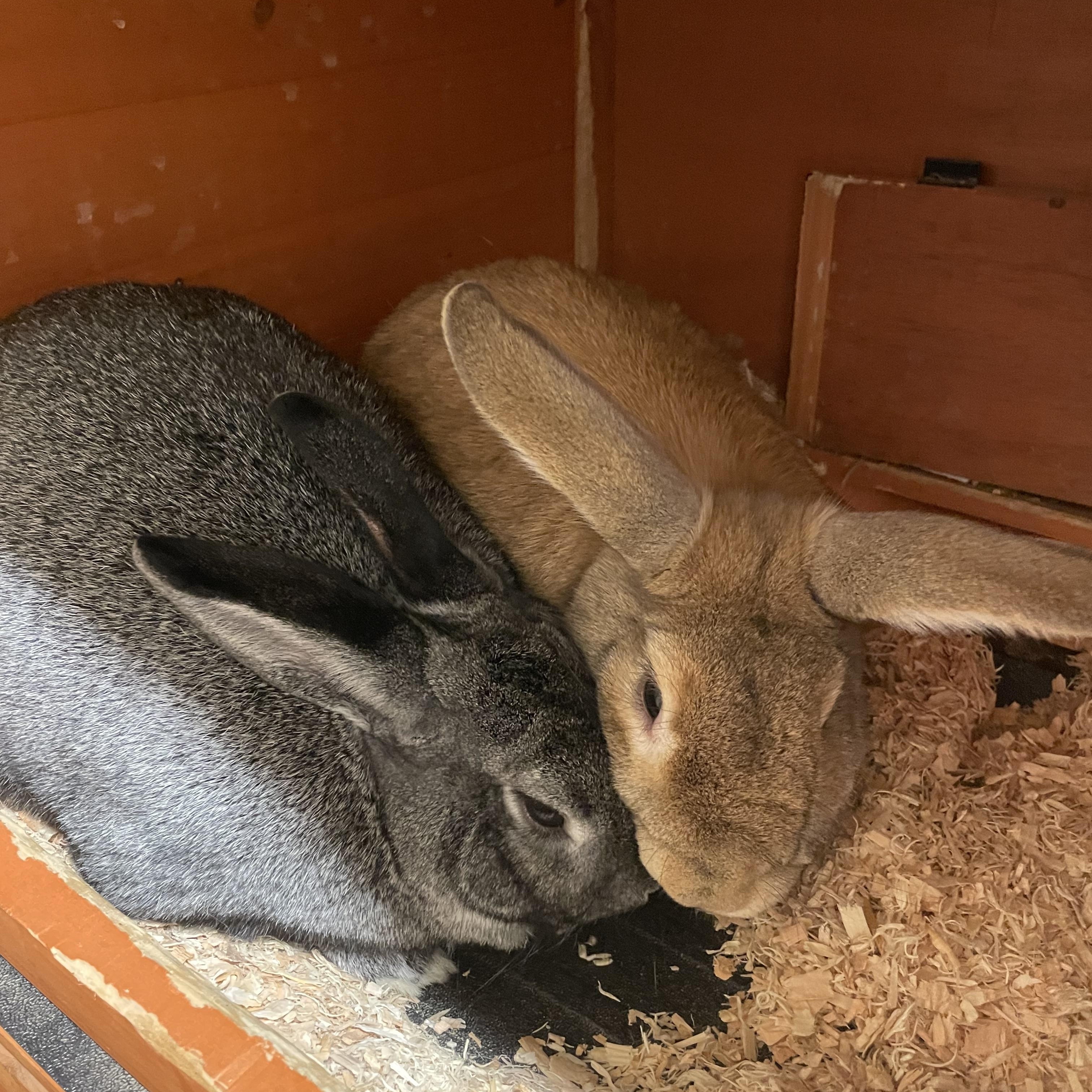 Ash and Dahlia, adopted, Adult Female Bunny Rabbit.