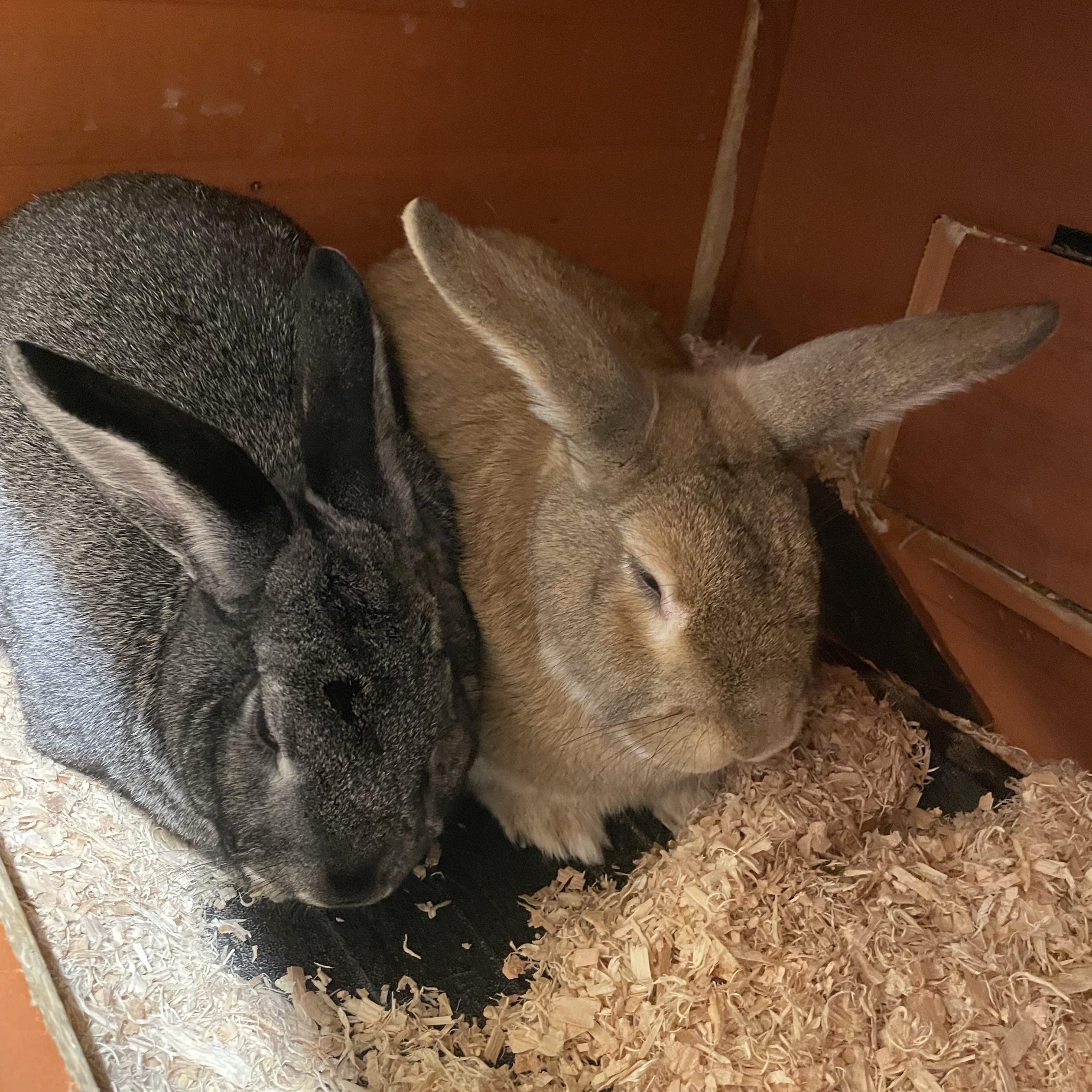 Enlarge Ash and Dahlia, an adopted mixed breed in Sammamish, WA image 4/4