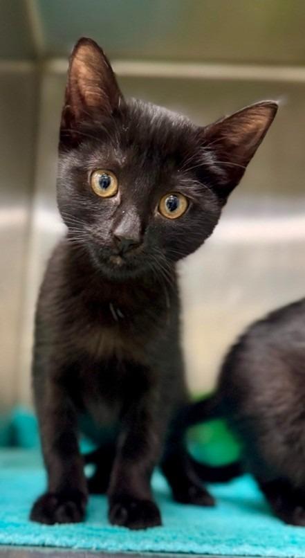 Kiki, Adoptable, Kitten Female Domestic Short Hair.